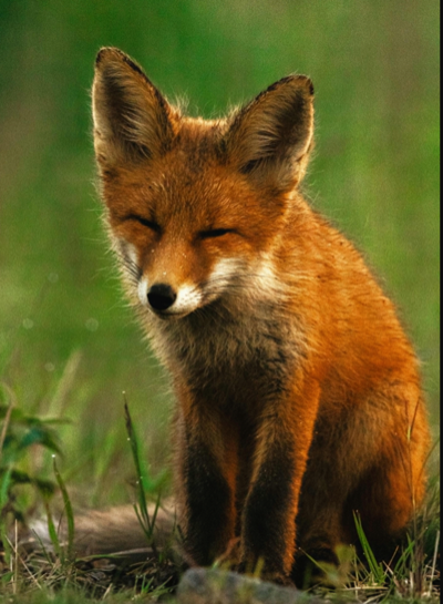Fox