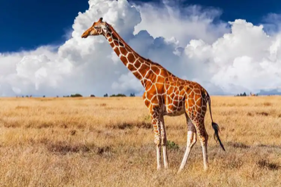 Giraffe
