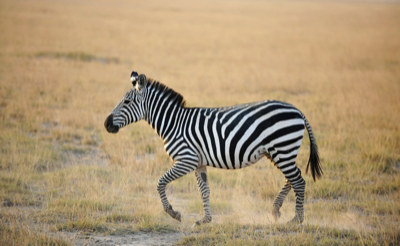 Zebra